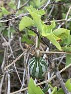 Image of Coccinia rehmannii Cogn.