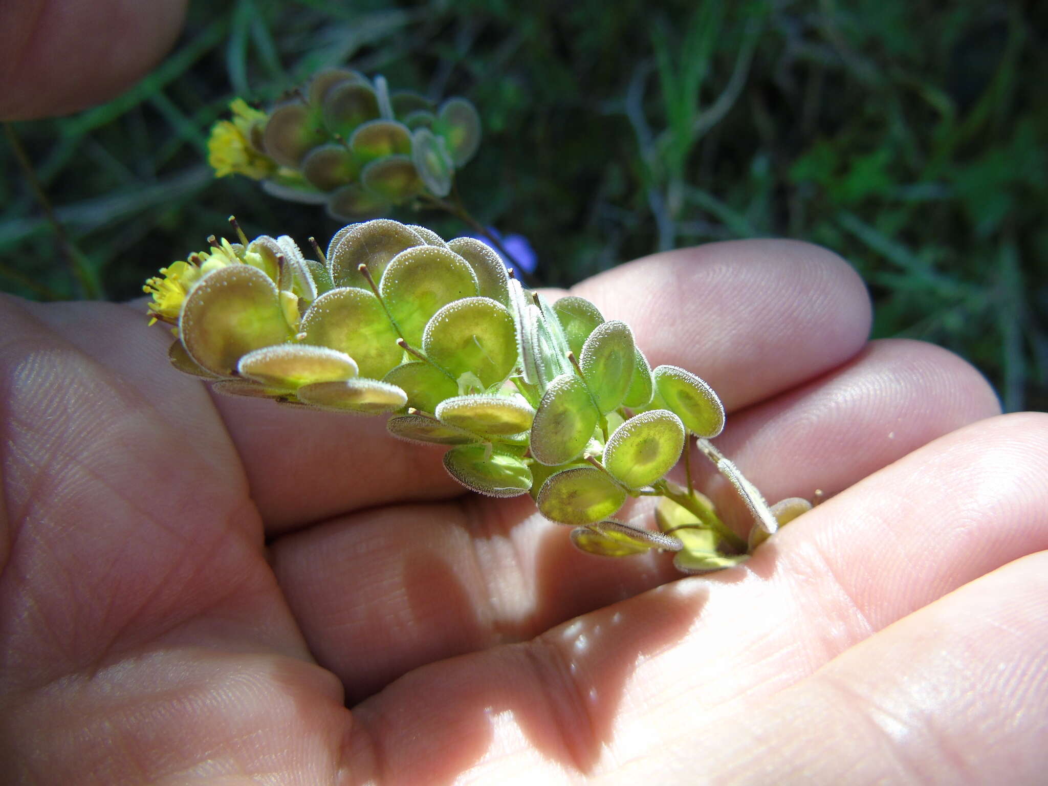 Image of Biscutella didyma L.