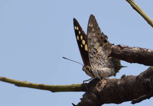 Imagem de Charaxes solon Fabricius 1793