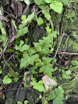 Image of Dwarf Spleenwort