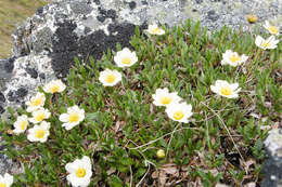 Imagem de Dryas octopetala subsp. alaskensis (A. Pors.) Hult.