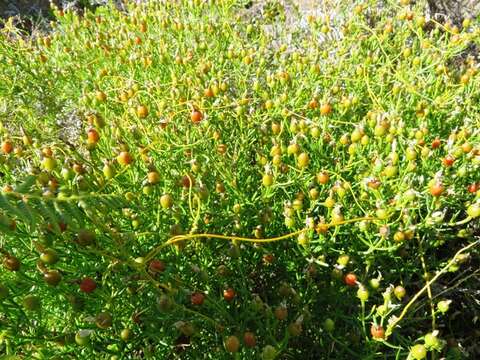 Image of Christmas berry