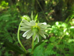 Sivun Senecio heteroschizus Baker kuva