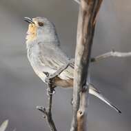 Imagem de Pachycephala rufogularis Gould 1841