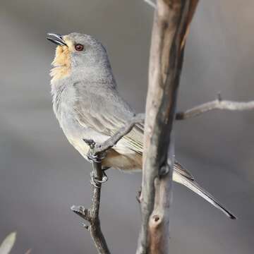 Pachycephala rufogularis Gould 1841 resmi