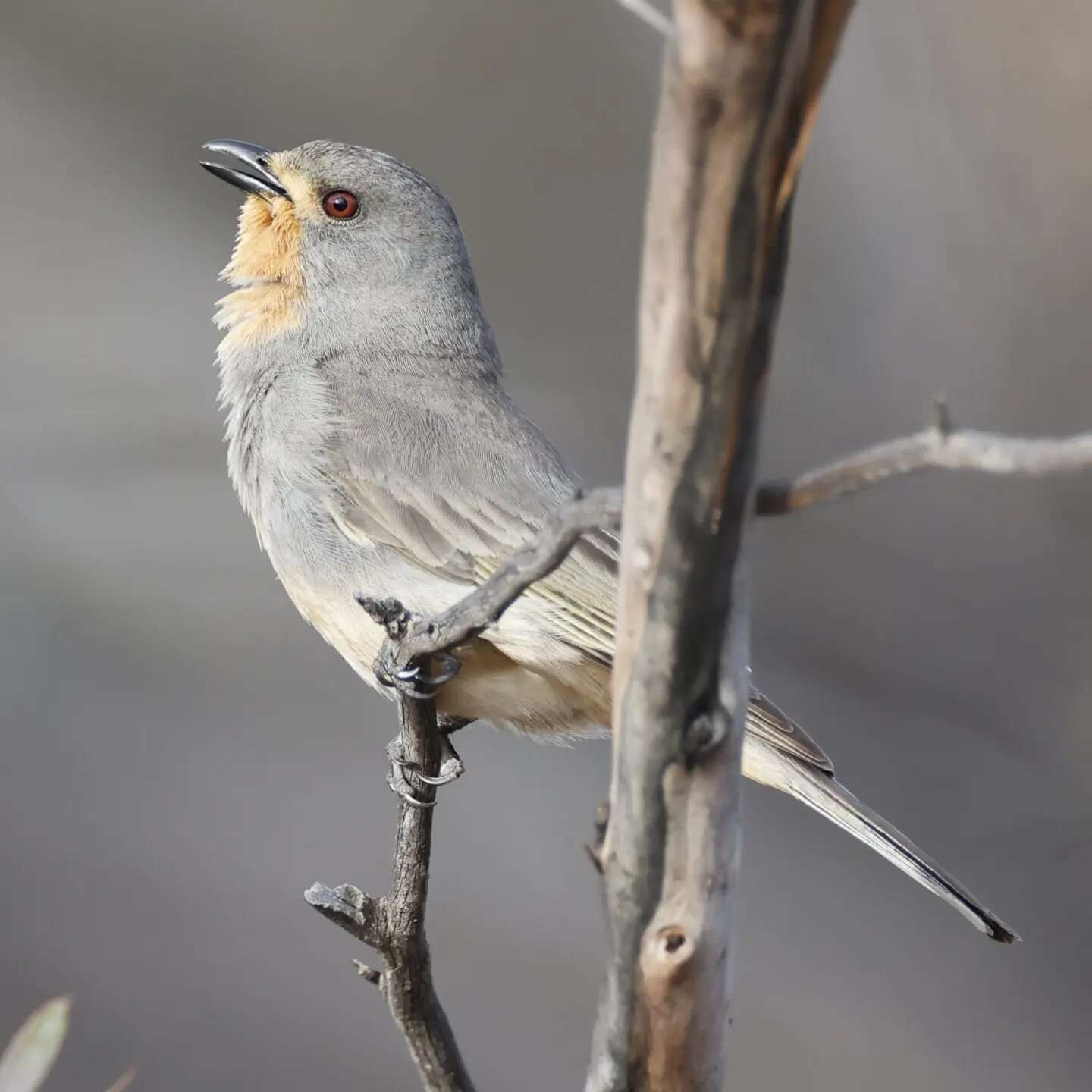 Pachycephala rufogularis Gould 1841 resmi