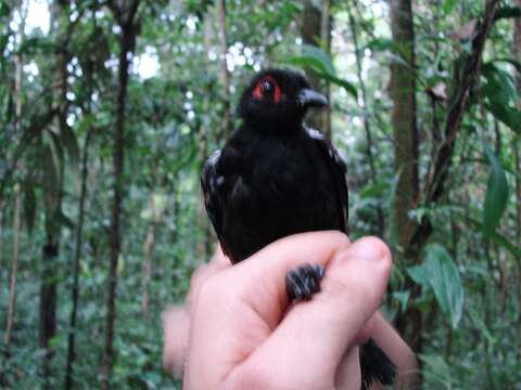 Image of Reddish-winged Bare-eye