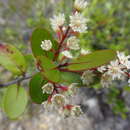 Image of Homalium buxifolium Däniker