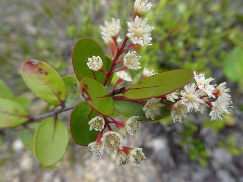 صورة Homalium buxifolium Däniker