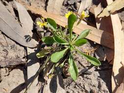 Image of Goodenia fascicularis F. Müll. & Tate.