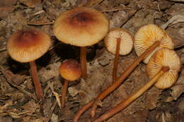 Image of Mycena atkinsoniana A. H. Sm. 1947