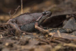 Image of Bassler's humming frog