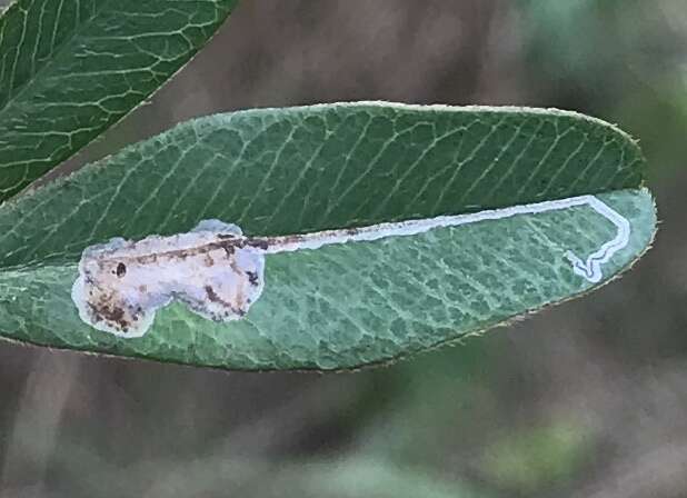 Image of Caloptilia violacella (Clemens 1860)