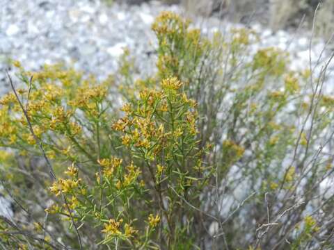 Image of threadleaf snakeweed