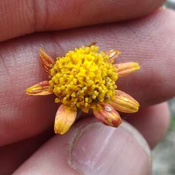 Image of Picradeniopsis pringlei (Greenm.) B. G. Baldwin