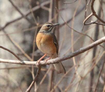 Image of Miombo Scrub Robin