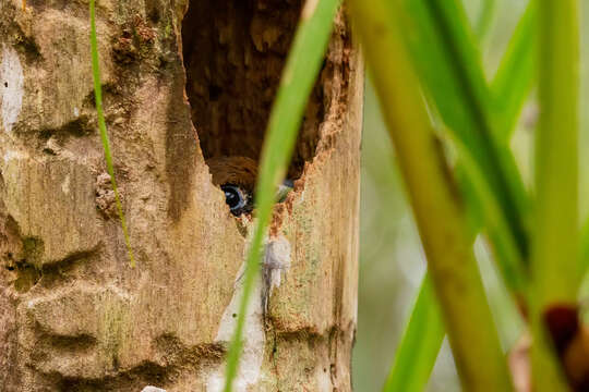 Trogon rufus chrysochloros Pelzeln 1856的圖片