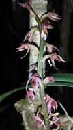 Image of Bulbophyllum reflexiflorum H. Perrier