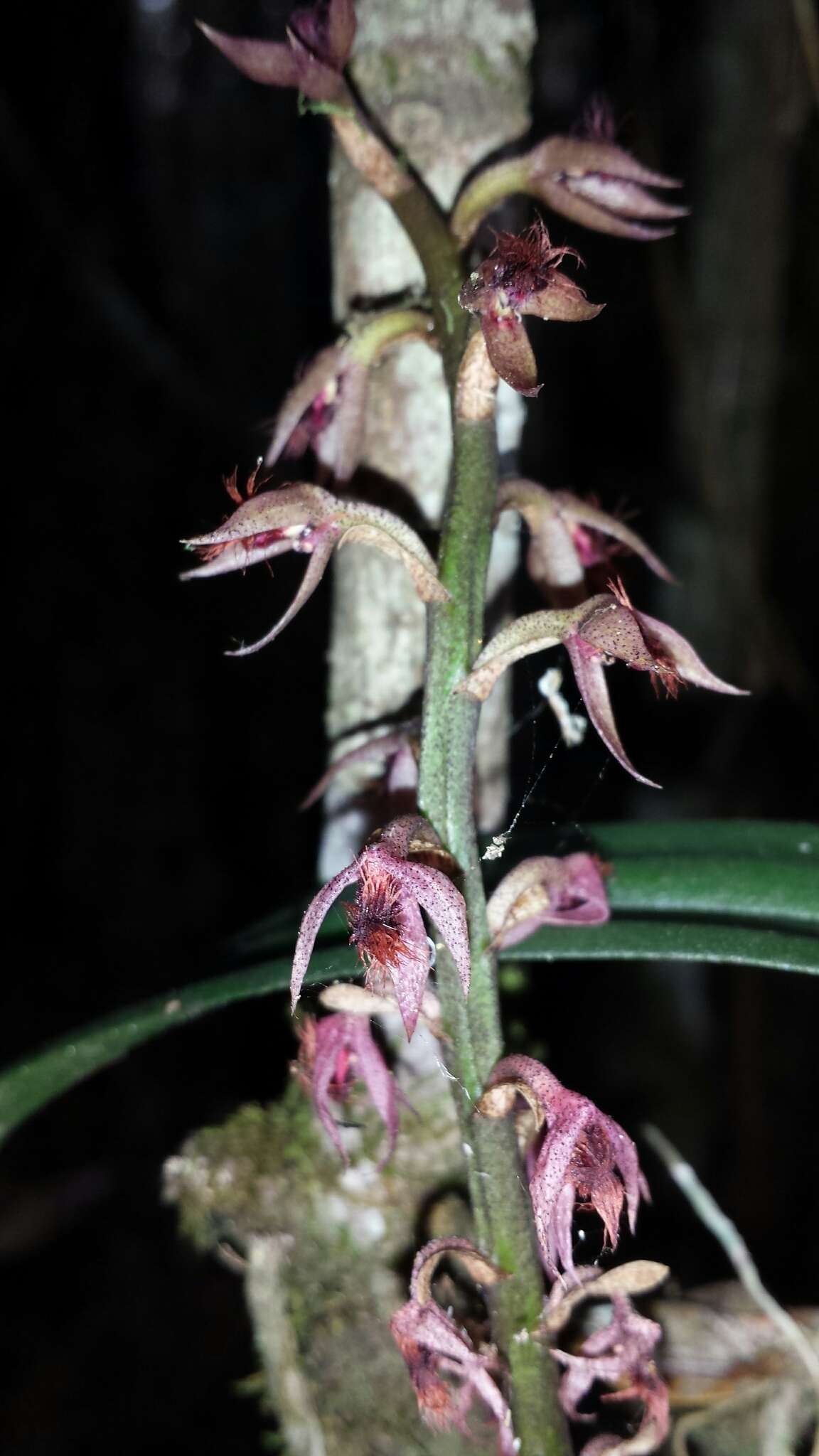 Image of Bulbophyllum reflexiflorum H. Perrier