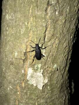 Image of Darkling beetle