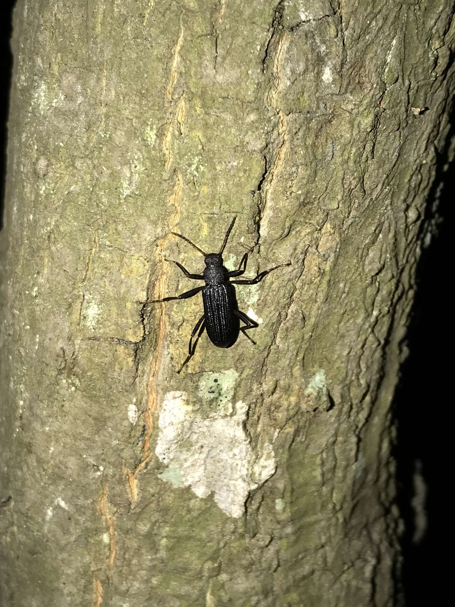 Image of Darkling beetle