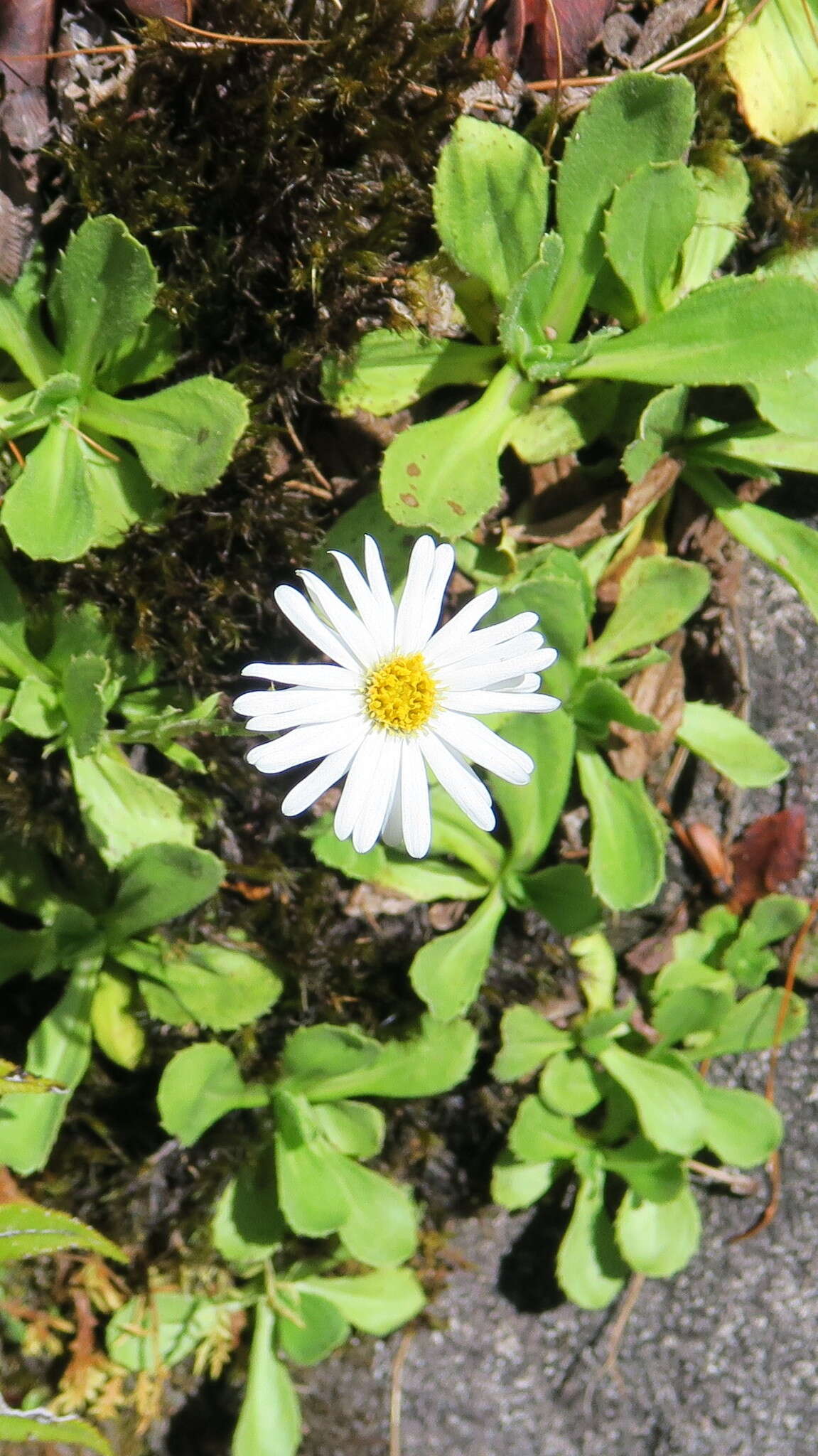 Plancia ëd Celmisia glandulosa var. latifolia Cockayne