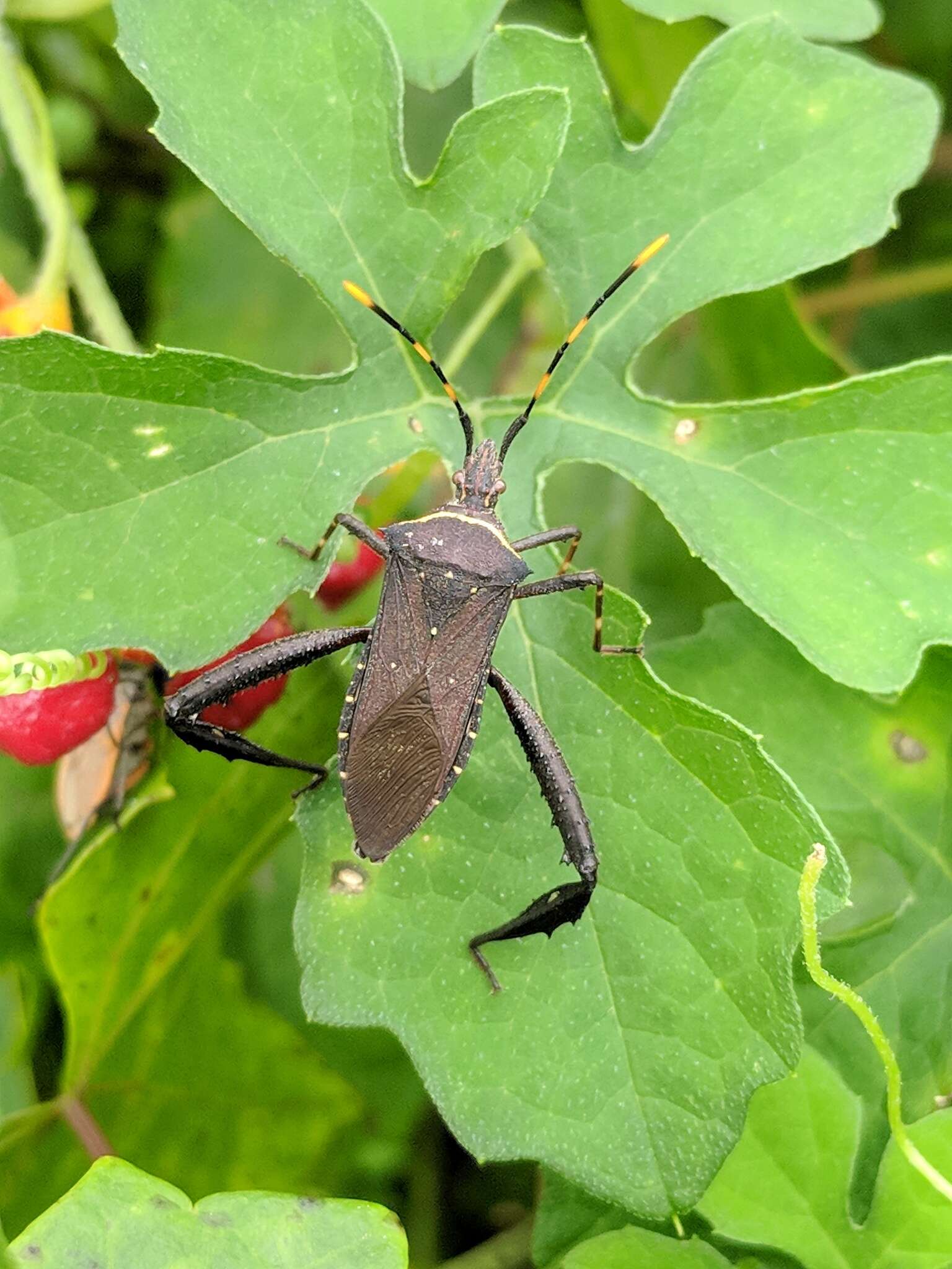 Image of Passionvine Bug