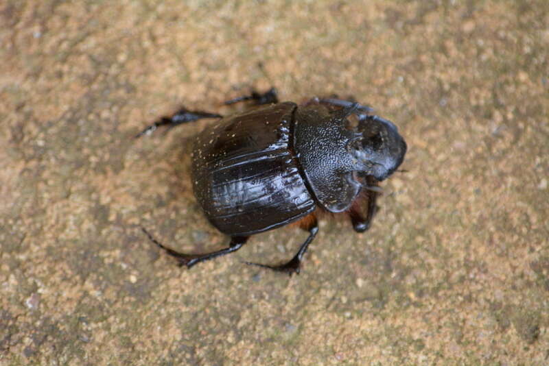 Image of Heliocopris neptunus Boheman 1857