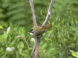 Image of Strong-billed Honeyeater