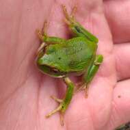 Imagem de Gastrotheca pseustes Duellman & Hillis 1987