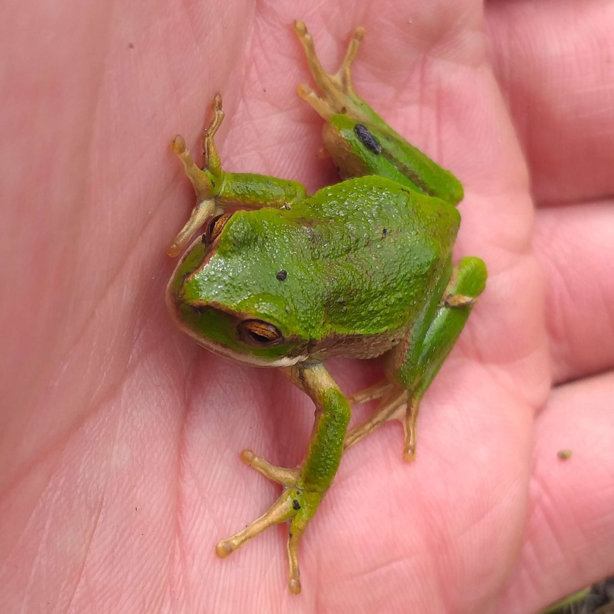 Image of Gastrotheca pseustes Duellman & Hillis 1987