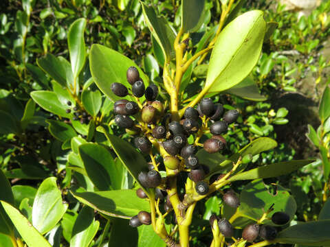 Image of Griselinia littoralis (Raoul) Raoul