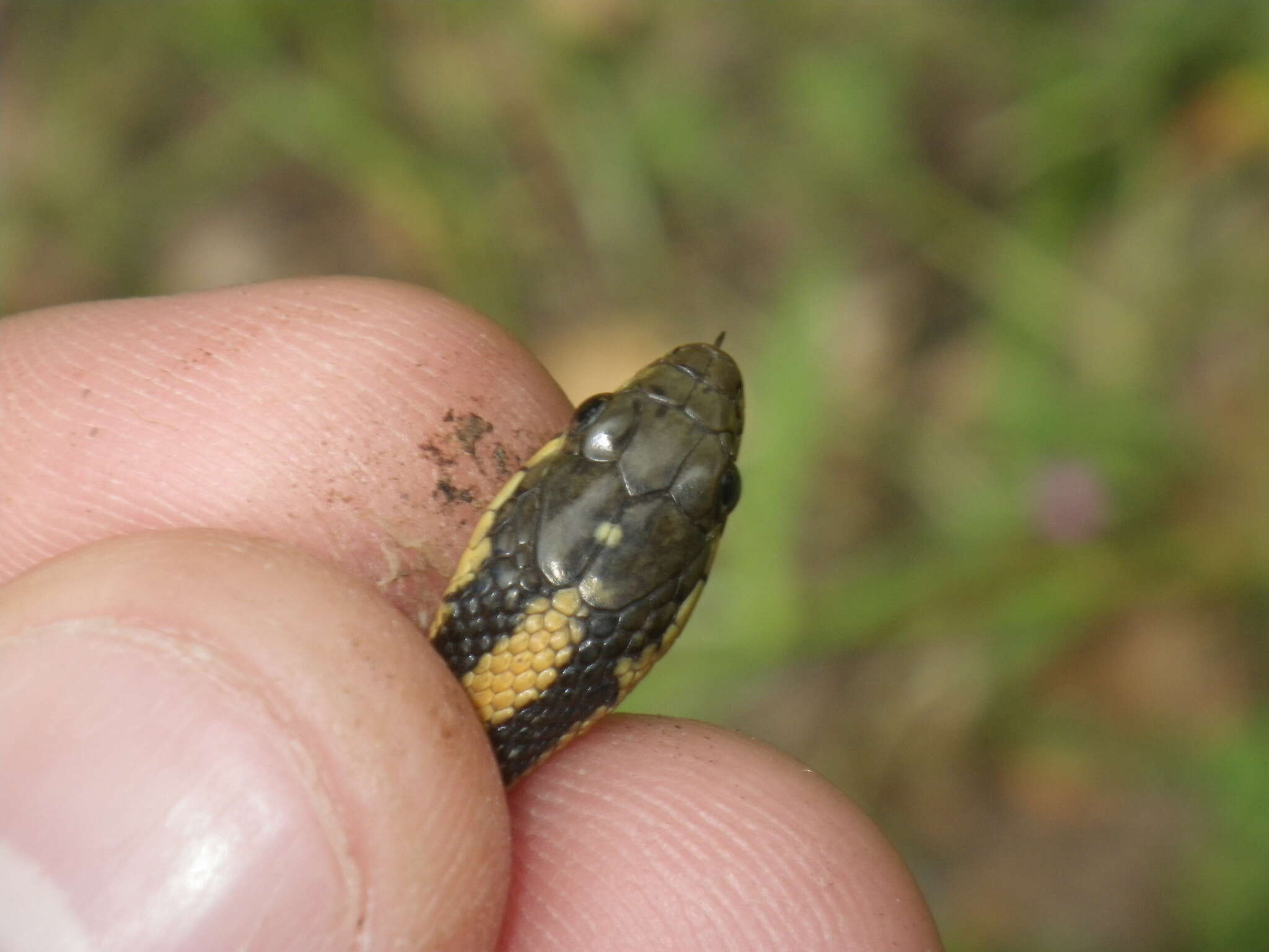 Image of Thamnophis atratus zaxanthus Boundy 1999