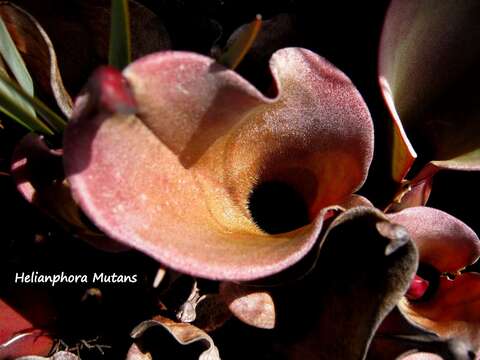 Image of Heliamphora nutans Benth.