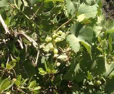 Image of wine grape