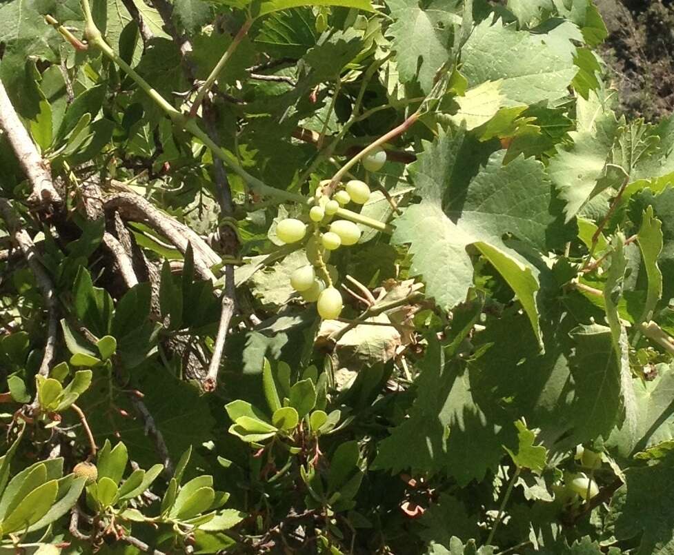 Image of wine grape