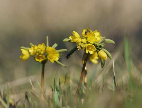 Image of Gymnospermium odessanum (DC.) Takhtadzjan