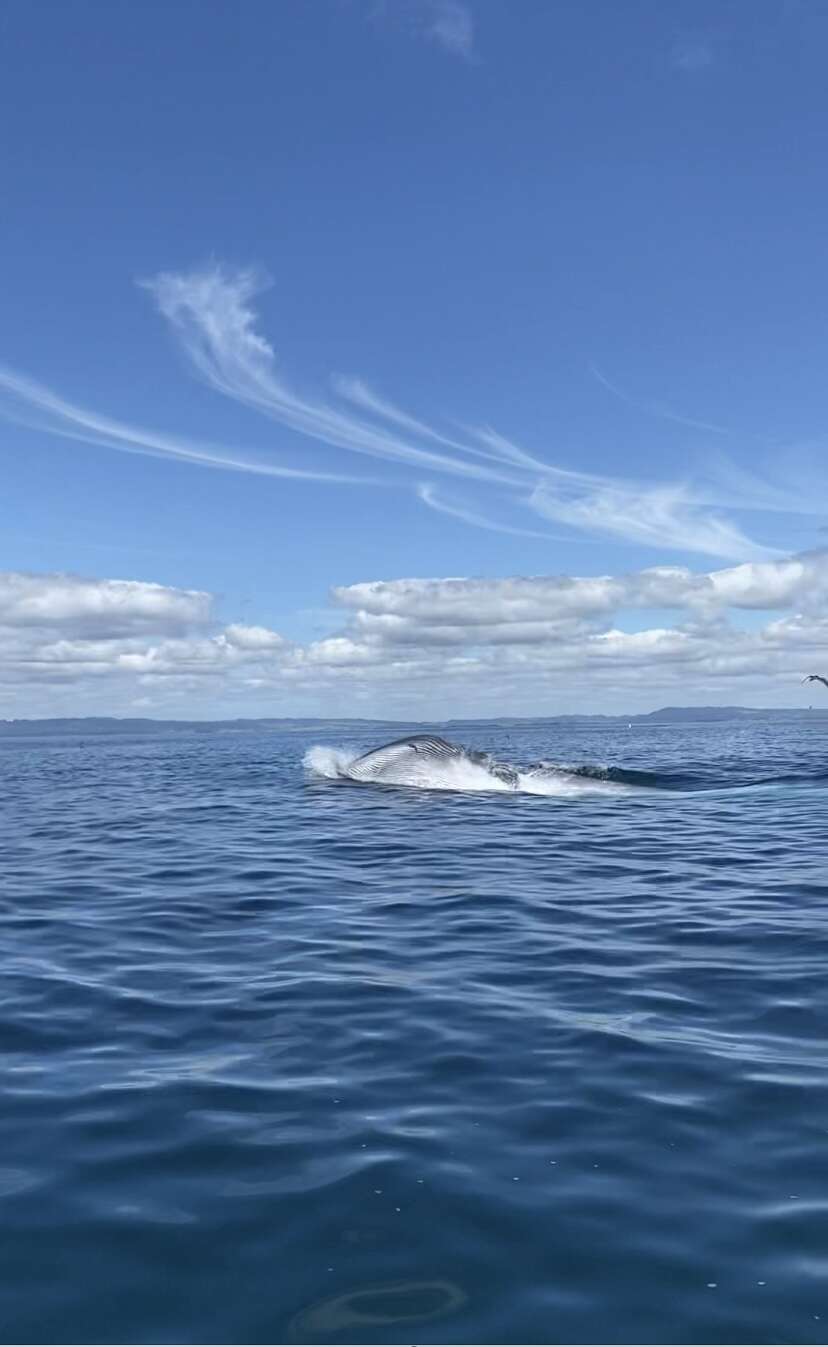 Image of Bryde's whale