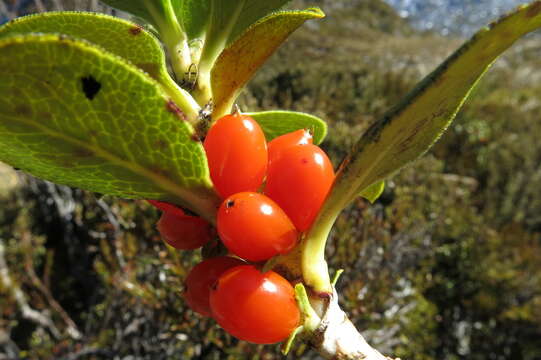 Image of Coprosma serrulata Hook. fil. ex Buchanan