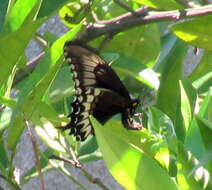 صورة Papilio astyalus Godart 1819