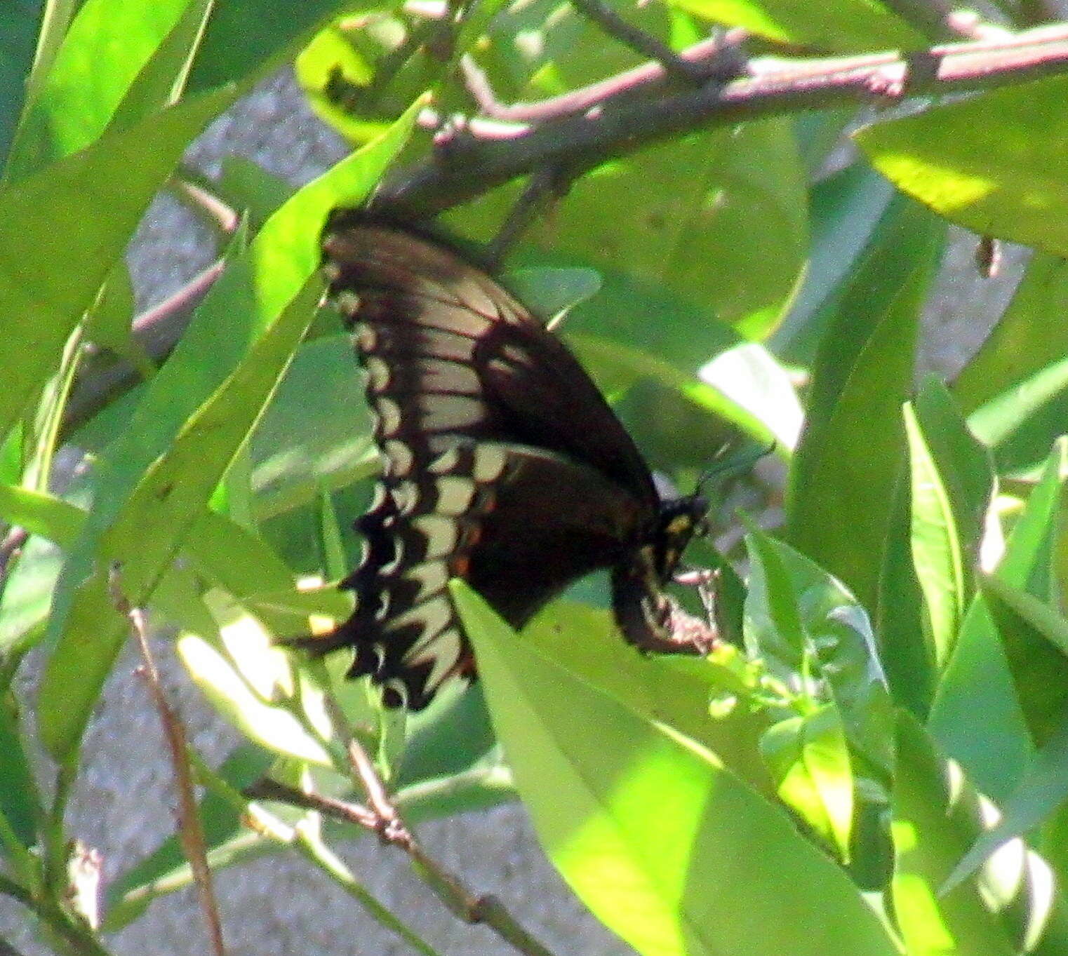 Слика од Papilio astyalus Godart 1819