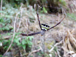 Image of Argiope aetheroides Yin, Wang, Zhang, Peng & Chen 1989