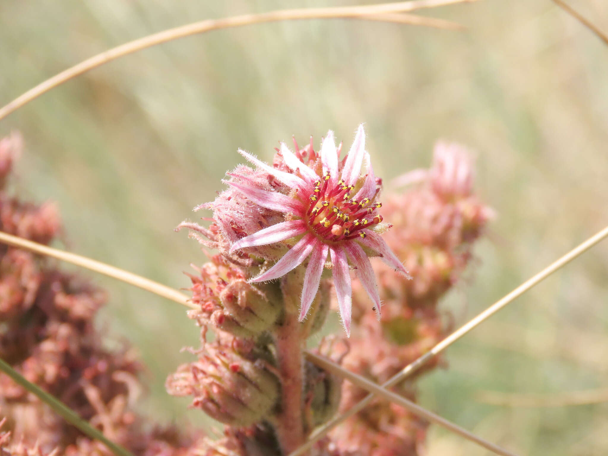 Image of Sempervivum riccii Iberite & Anzal.