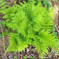 Image of Athyrium yokoscense (Franch. & Sav.) Christ