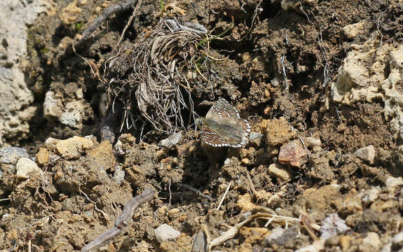 Image of Alpine Grizzled Skipper