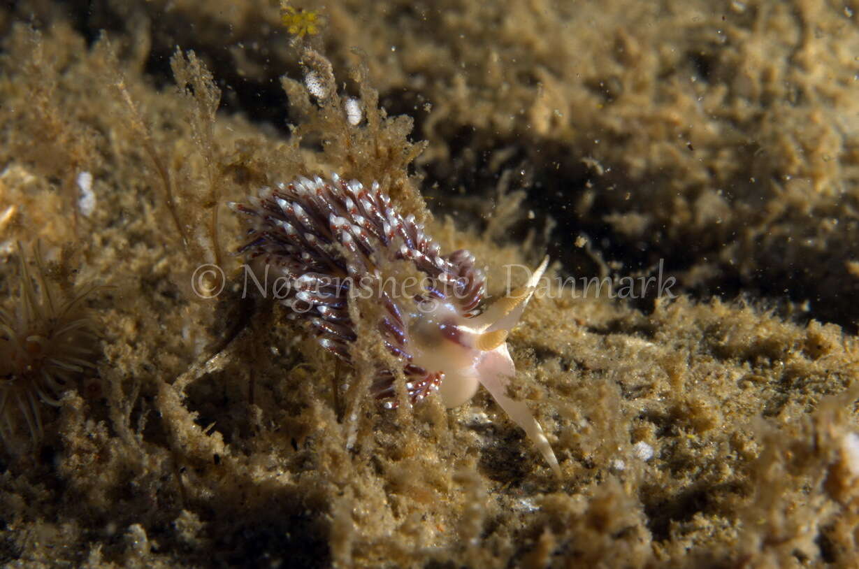 Image of slender facelina