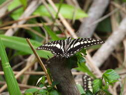 Graphium porthaon (Hewitson 1865)的圖片