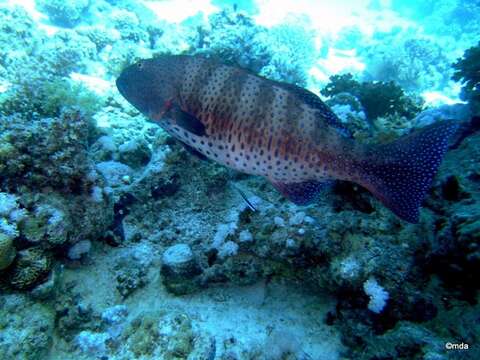 Image of Leopard Grouper