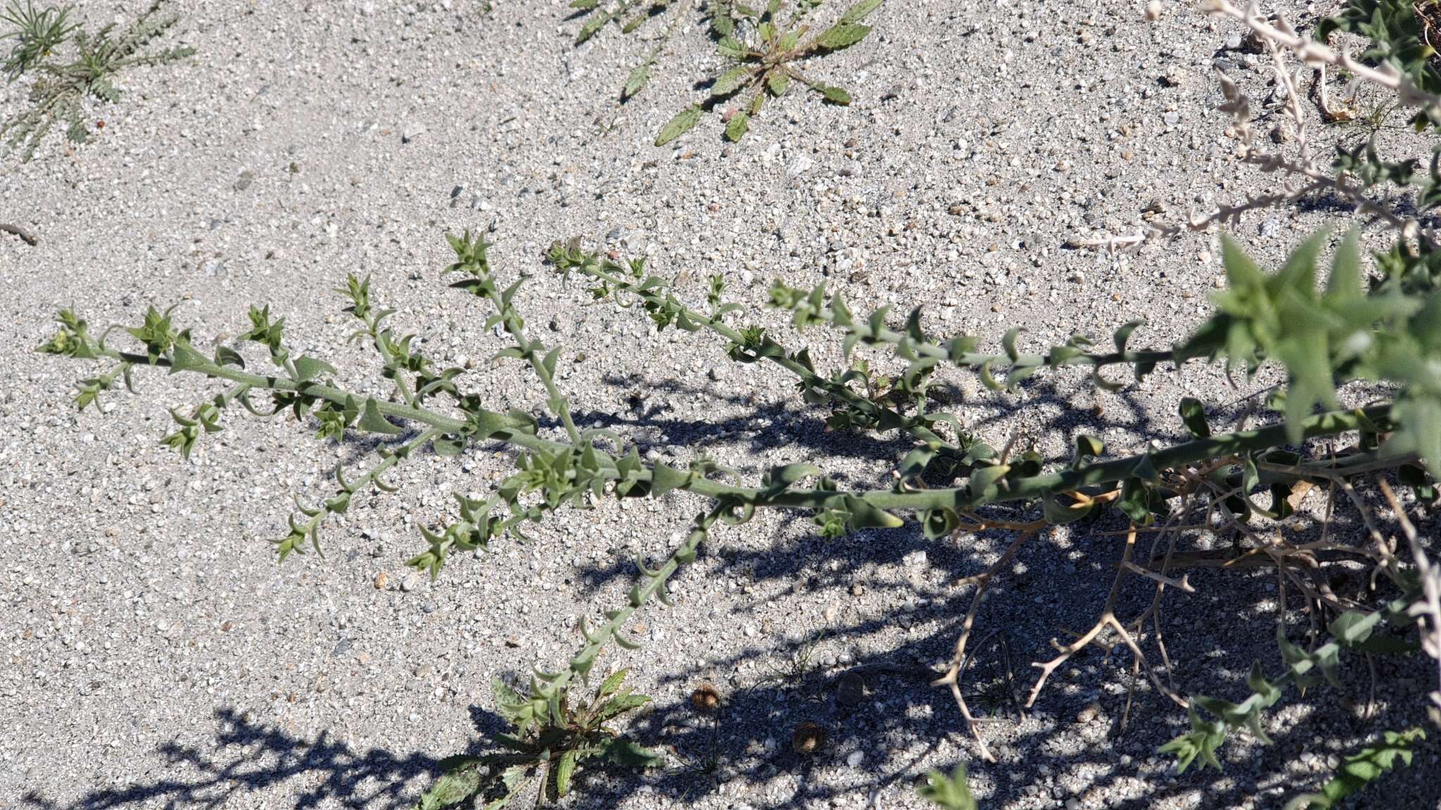 Image of Thurber's sandpaper plant