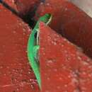 Image of Striped Day Gecko